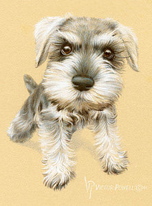 221x300 Miniature Schnauzers Drawings Fine Art America - Miniature Schnauzer Drawing