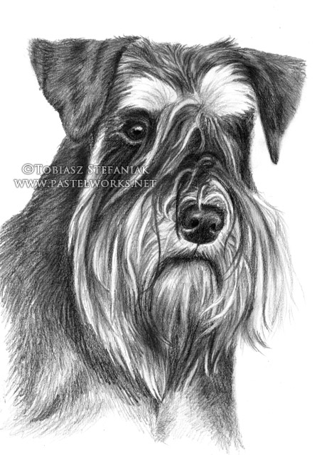 453x640 miniature schnauzer pet portraits animal art - Miniature Schnauzer Drawing