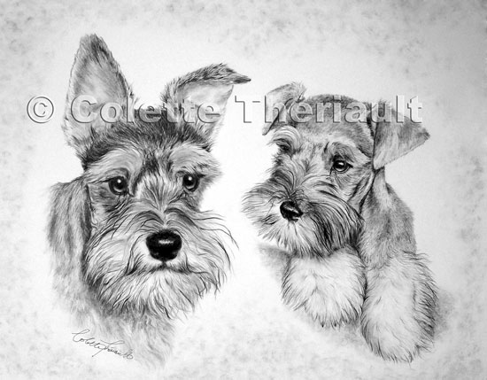 550x429 pet portrait miniature schnauzer custom graphite pencil dog pet - Miniature Schnauzer Drawing