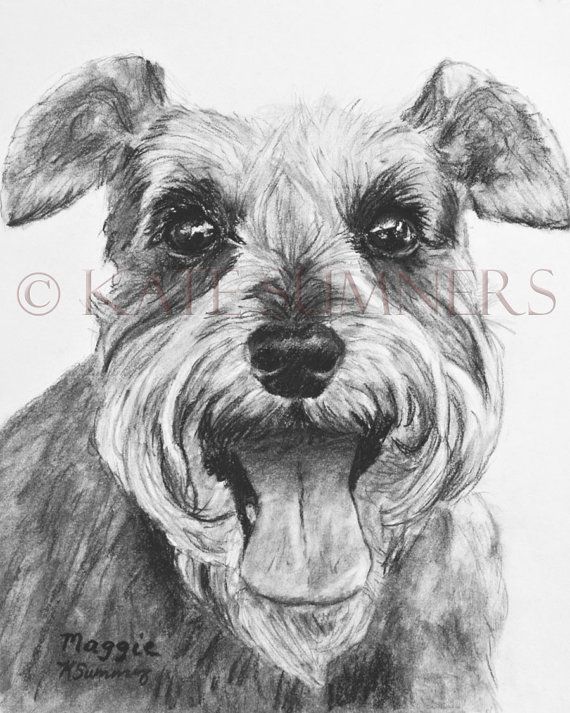 Miniature Schnauzer Drawing at PaintingValley.com | Explore collection ...