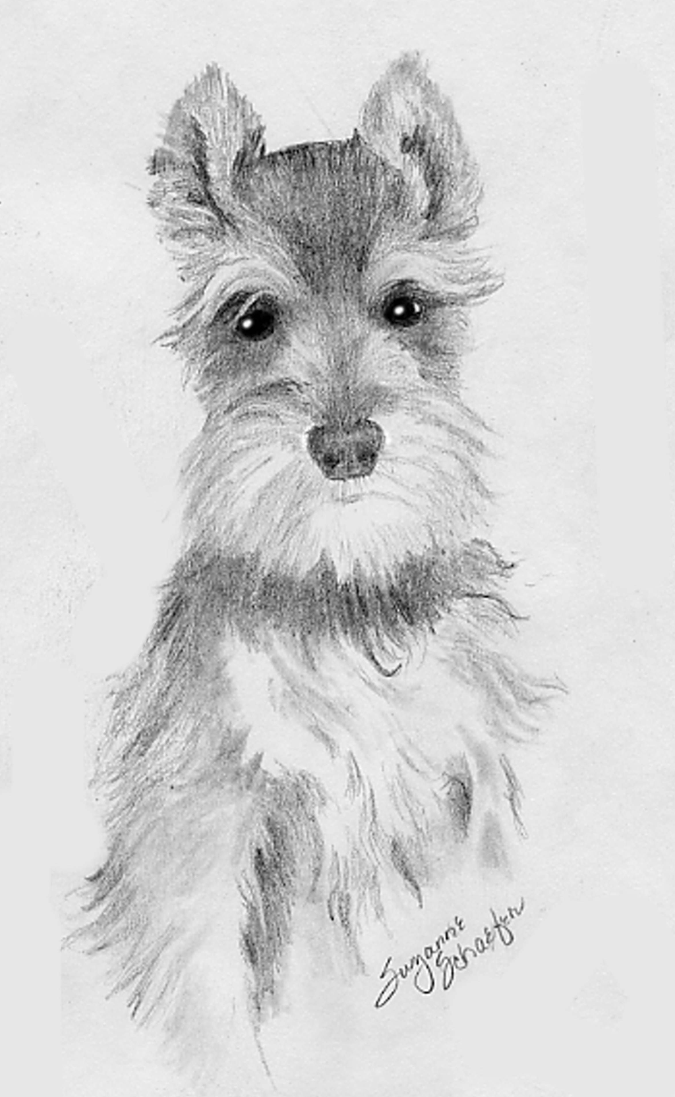 2350x3820 How To Draw A Schnauzer - Miniature Schnauzer Drawing
