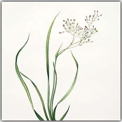 466x466 mkkm wall stickers modern minimalist flower painting - Minimalist Flower Drawing