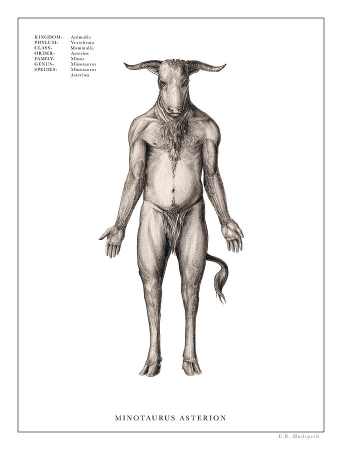 684x900 minotaur print drawing - Minotaur Drawing