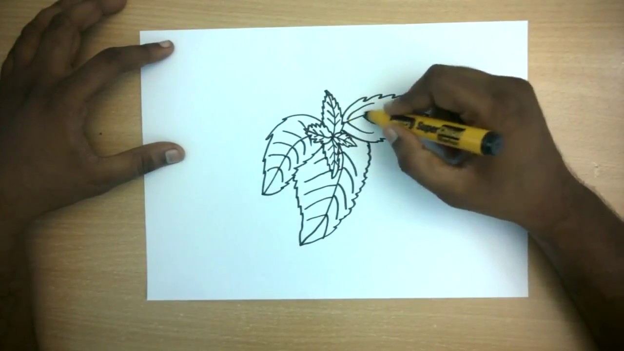 1280x720 how to draw a mint leaves easy step - Mint Drawing