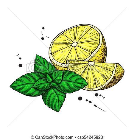 450x470 lemons and mint vector drawing hand drawn sliced fruit piece - Mint Drawing