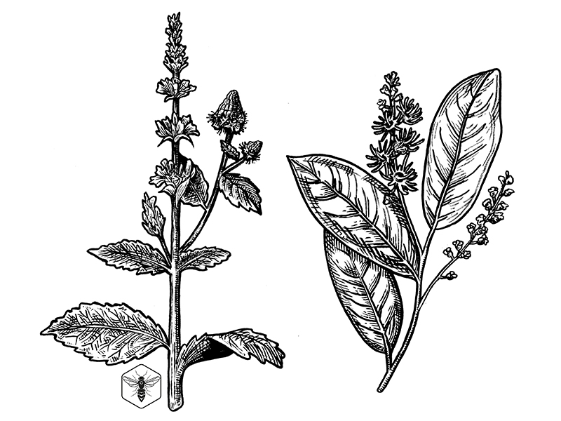 800x600 mint bay tree - Mint Drawing