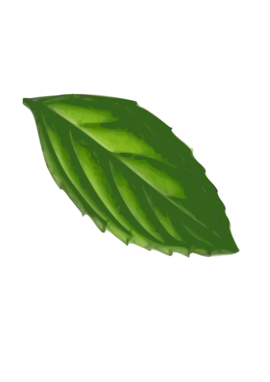 530x750 peppermint drawing mint leaf transparent png clipart free - Mint Drawing