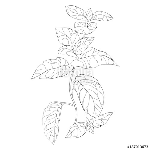 500x500 vector illustration of mint a branch of mint with flowers - Mint Drawing