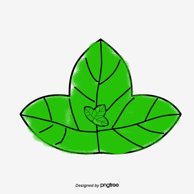 640x640 drawing vector mint leaves, watercolor, vector, mint leaf png - Mint Leaf Drawing