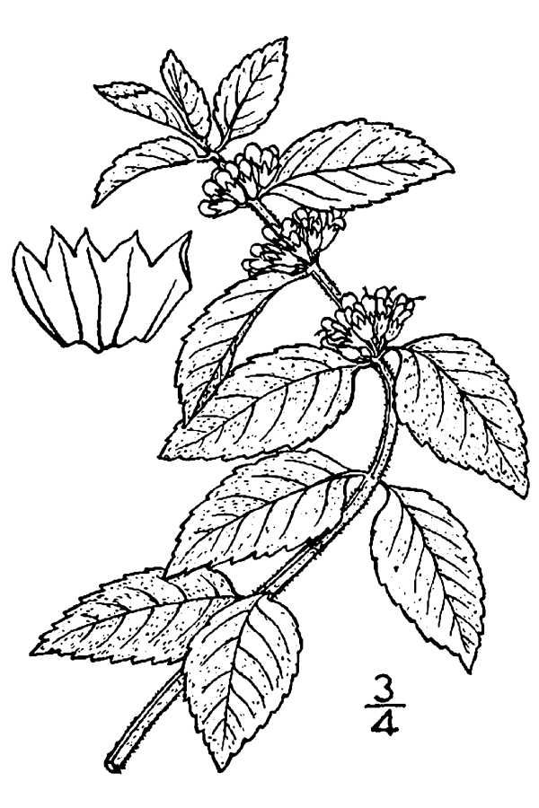 600x900 huge collection of 'mint drawing' download more than images - Mint Leaf Drawing