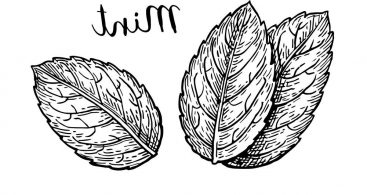 367x195 leaf drawing vector free vector art, images, graphics clipart - Mint Leaf Drawing