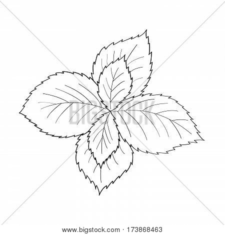 450x470 mint leaf drawing - Mint Leaf Drawing