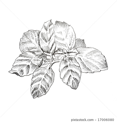 450x468 mint leaves ink sketch - Mint Leaf Drawing