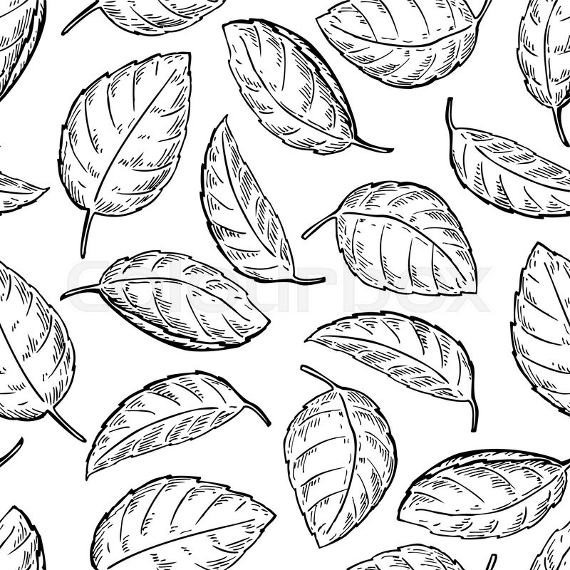 800x800 mint vector drawing seamless pattern isolated mint plant and leaves - Mint Leaf Drawing