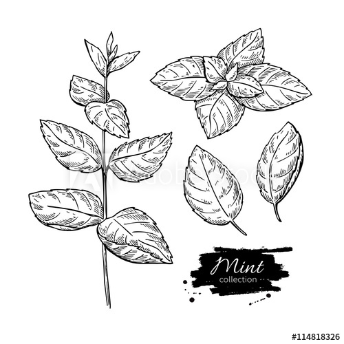 Mint Leaf Drawing at PaintingValley.com | Explore collection of Mint ...