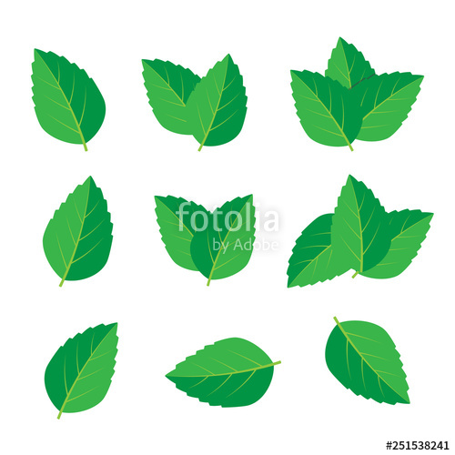 500x500 mint vector drawing mint leaves vector logo stock image - Mint Leaf Drawing