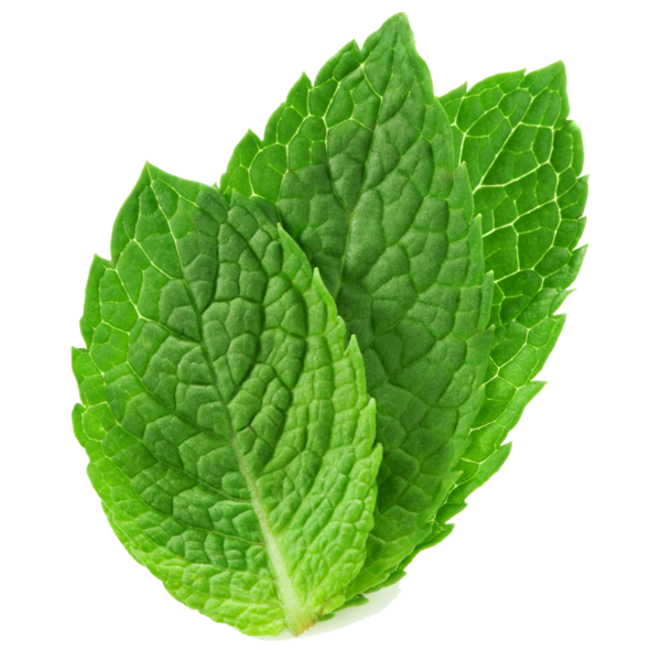 600x600 peppermint drawing mint herb transparent png clipart free - Mint Leaf Drawing