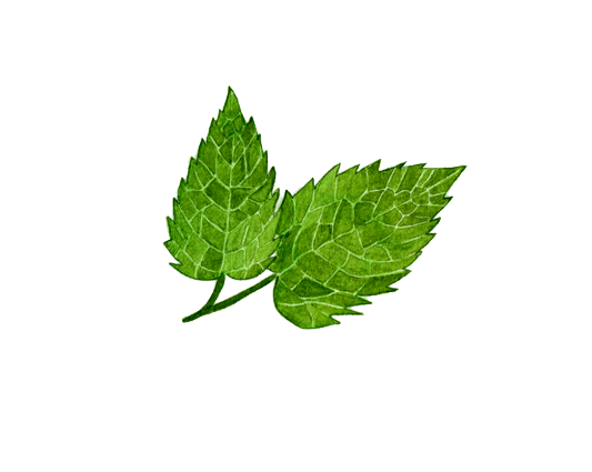 533x425 peppermint drawing mint leaf transparent png clipart free - Mint Leaf Drawing