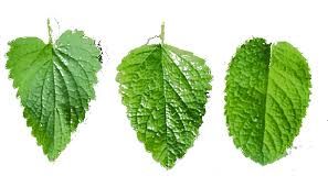 297x170 risultati immagini per mint leaf flowers mint, tattoos, lemon balm - Mint Leaf Drawing