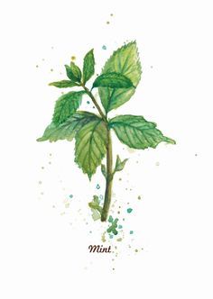236x332 mint leaf tattoo - Mint Leaf Drawing