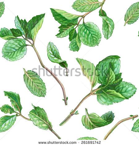 450x470 mint leaves drawing - Mint Leaf Drawing