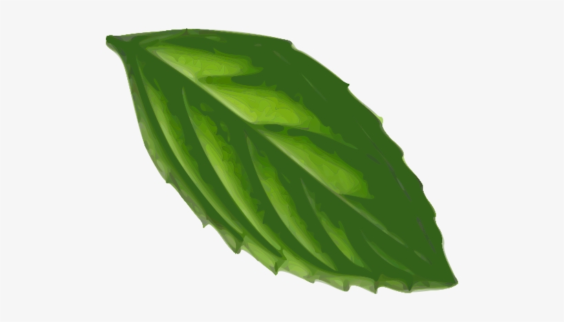 820x469 apple mint mint leaf peppermint drawing - Mint Leaf Drawing