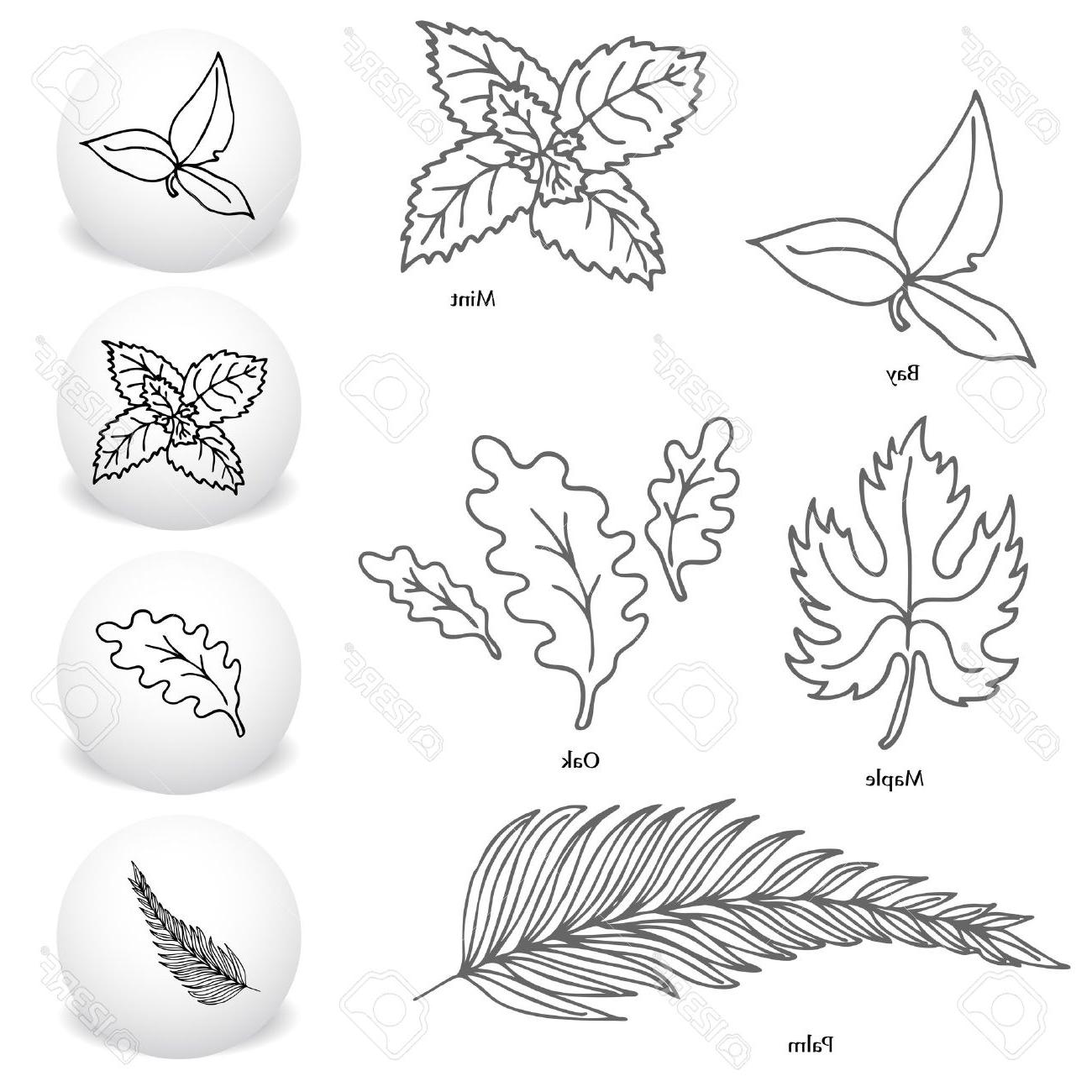 1300x1300 best hd an image of set bay maple mint oak and palm leaf drawing - Mint Leaf Drawing