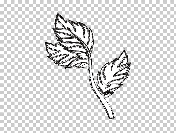 728x550 drawing black and white line art, mint leaf png clipart free - Mint Leaf Drawing