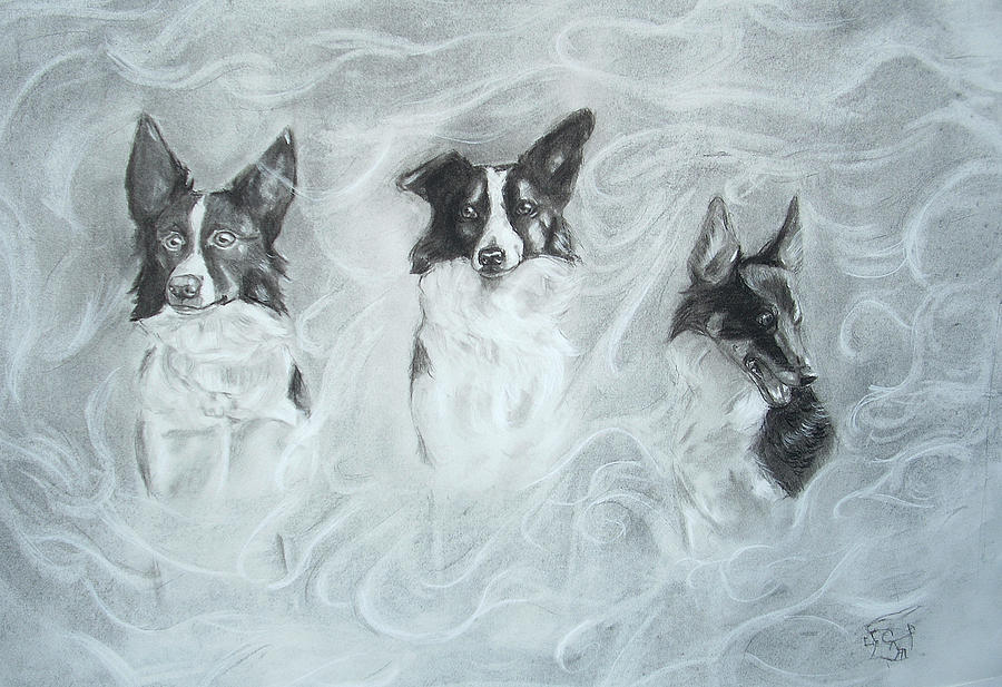 900x617 collies in the mist drawing - Mist Drawing
