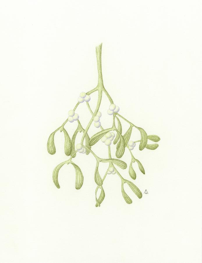 694x900 mistletoe drawing - Mistletoe Drawing