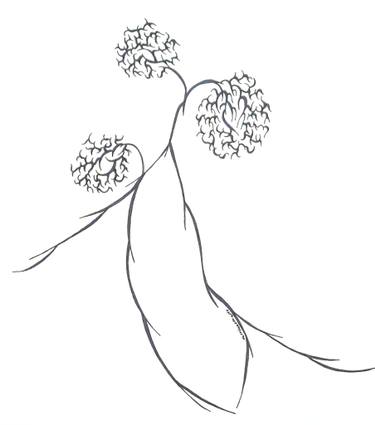 375x425 mistletoe drawing - Mistletoe Drawing