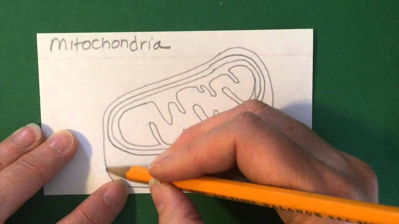 1280x720 how to draw the mitochondria - Mitochondria Drawing