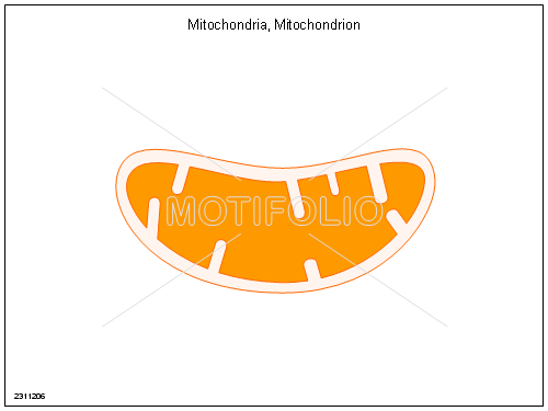 500x375 mitochondria mitochondrion illustrations - Mitochondria Drawing