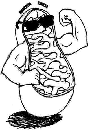 319x460 mitochondria our fat burning furnace the ignite blog - Mitochondria Drawing