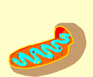 300x250 mitochondria drawing - Mitochondria Drawing