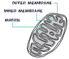 242x208 mitochondria drawing free download - Mitochondria Drawing