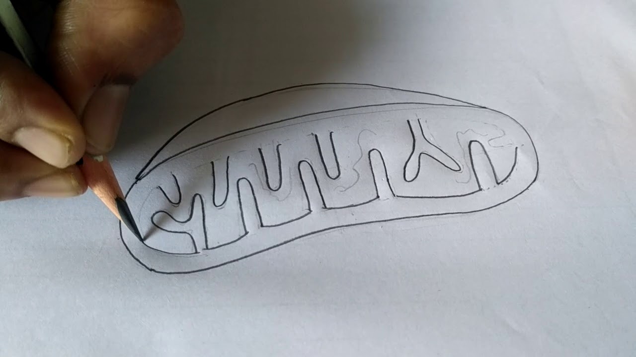 1280x720 structure of mitochondria - Mitochondria Drawing