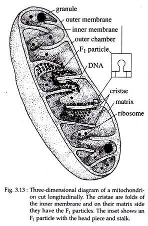 296x451 three dimensional diagram of mitochondrion cut longitudinally - Mitochondria Drawing