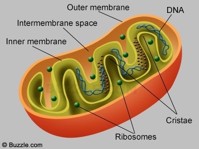 Mitochondria Drawing at PaintingValley.com | Explore collection of ...