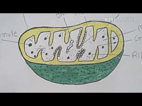 480x360 how to draw mitochondria - Mitochondria Drawing