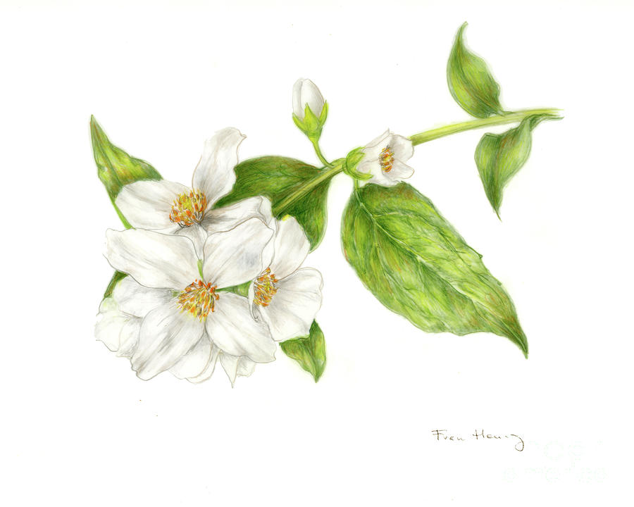 900x720 mock orange philadelphus coronarius drawing - Mock Drawing