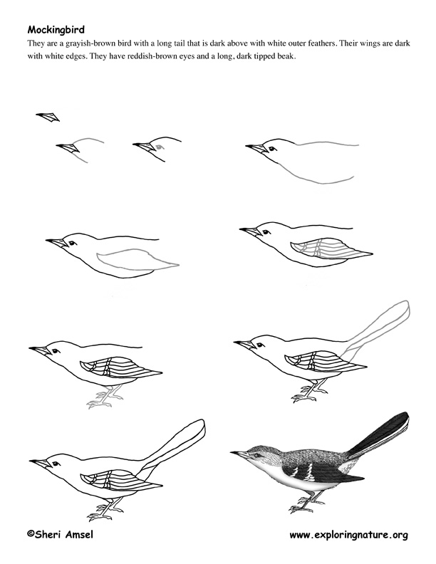 612x792 mockingbird drawing lesson - Mockingbird Drawing