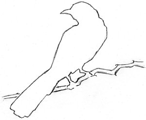 300x246 Mockingbird Drawing - Mockingbird Drawing