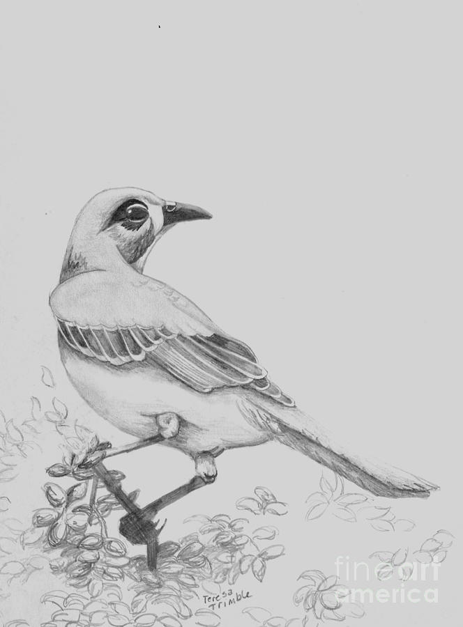 Mockingbird Drawing at Explore collection of