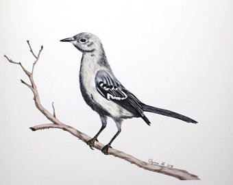 340x270 Mockingbird Drawing Etsy - Mockingbird Drawing
