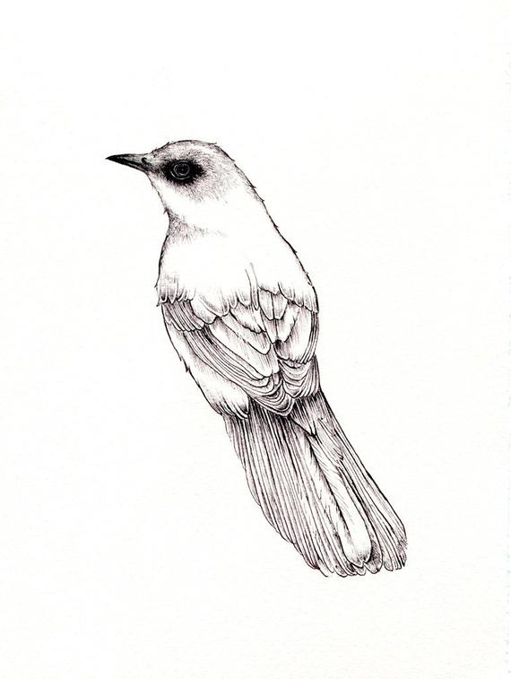 570x757 Northern Mockingbird Print Digital Print Of An Original Bw Etsy - Mockingbird Drawing