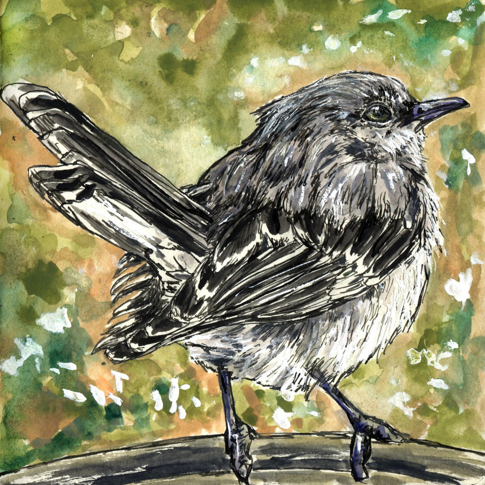 Mockingbird Drawing at Explore collection of