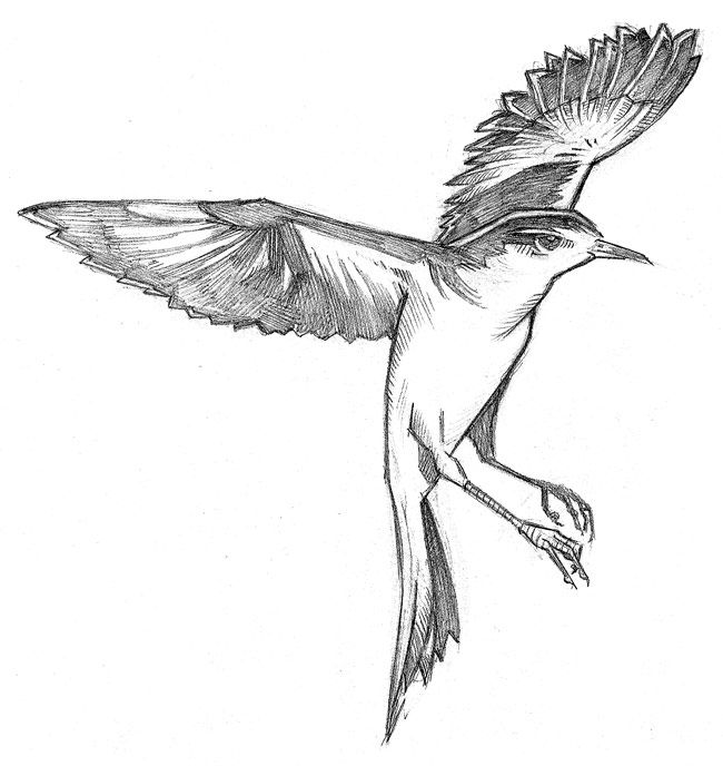 650x688 Mockingbirds Mockingbird Tattoo, Tattoo - Mockingbird Drawing