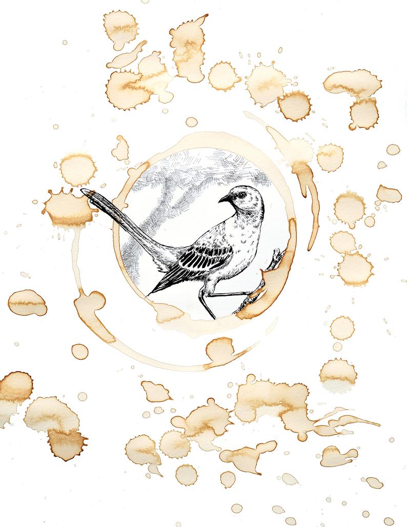 794x1028 texas coffee stain art mockingbird drawing coffee art etsy - Mockingbird Drawing