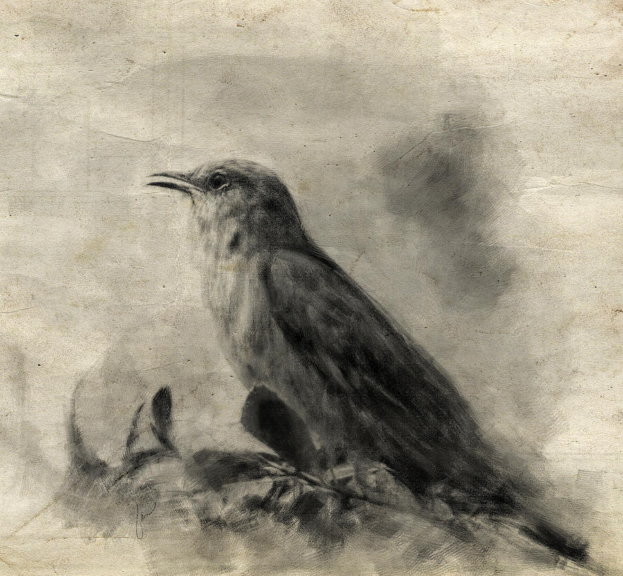900x831 The Call Of The Mockingbird Drawing - Mockingbird Drawing